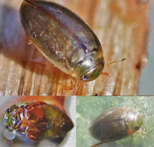 Laccophilus sp.